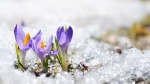 Spring Meetings of Ski Jumping and Nordic Combined this week in Zurich