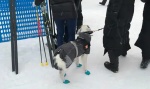 Собака помогает в поиске запрещенных препаратов 