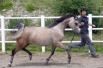 Mario Matt starts horse-breeding